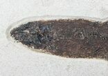 Rare Notogoneus From Green River Formation #13096-2